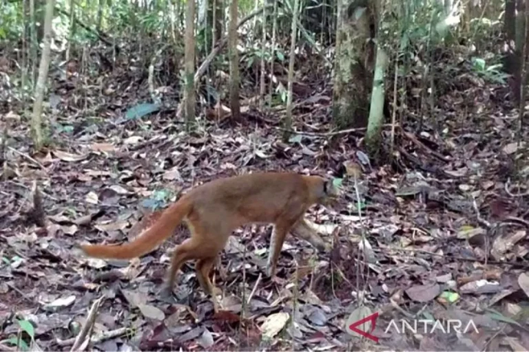 Kucing-Liar-Kalimantan-1.jpg