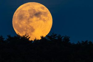 A majestic golden-illuminated Super Moon rises behind a row of trees