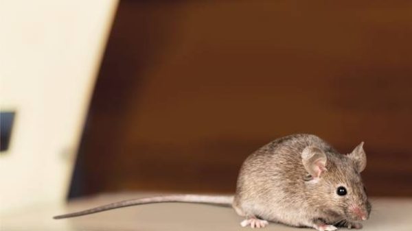 Foto: iStock/artisteer