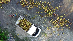 Foto Ilustrasi komoditas kelapa ANTARAFOTOAdiwinata Solihin