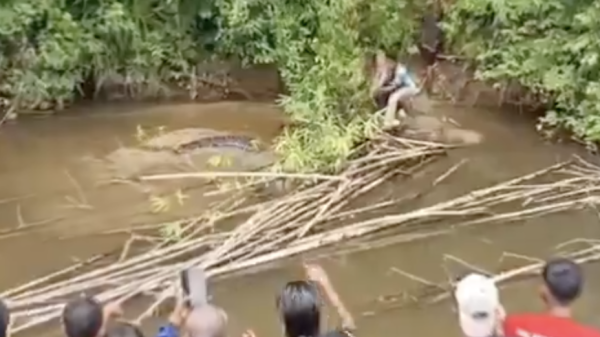 Perempuan Diterkam Buaya Di Desa Bulu Hadik Kecamatan Teluk Dalam Simeuleu Aceh Foto Dok X
