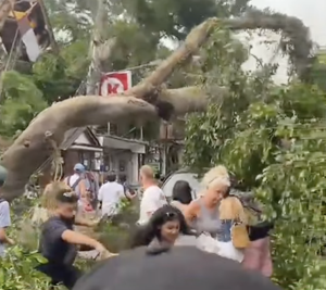 Pohon Beringin Berusian Ratusan Tahun Di Areal Puri Kantor Ubud Tumbang Minggu 15 Feb 2026 Foto Dok Media Sosial