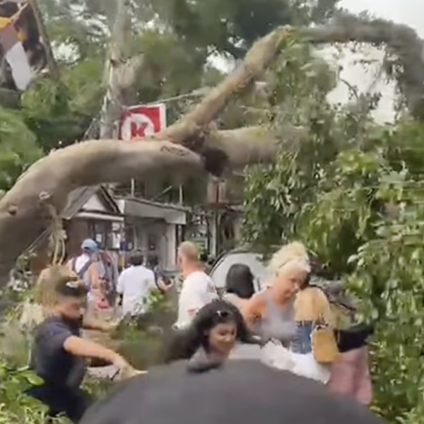 Pohon Beringin Berusian Ratusan Tahun Di Areal Puri Kantor Ubud Tumbang Minggu, 15 Feb 2026. Foto: Dok. Media Sosial