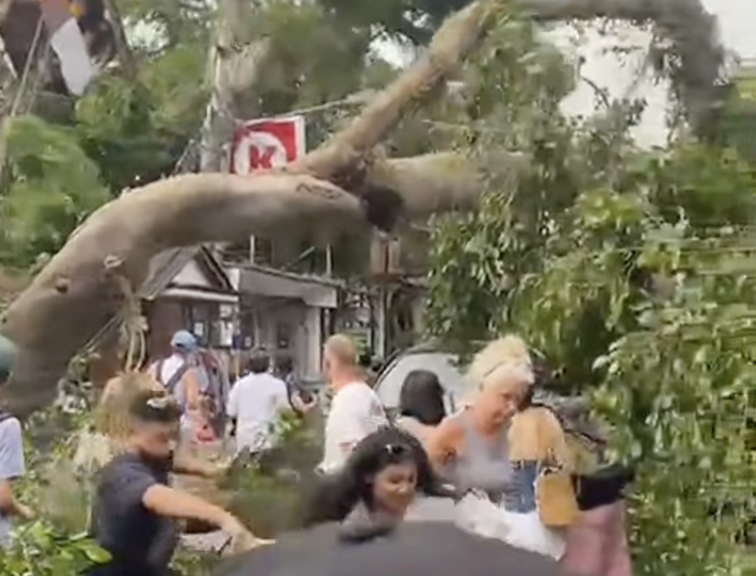 Pohon Beringin Berusian Ratusan Tahun Di Areal Puri Kantor Ubud Tumbang Minggu, 15 Feb 2026. Foto: Dok. Media Sosial