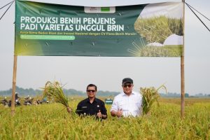 brin-panen-padi-1777549486159