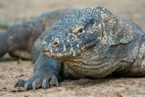Foto: Wolfgang Kaehler/LightRocket via Getty Images