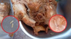 menu-makan-bergizi-gratis-mbg-berisi-ulat-di-lembata-ntt-tangkapan-layar-video-viralmenu-makan-bergizi-gratis-mbg-berisi-ulat--1776396607630_169