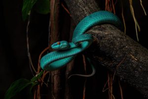 Blue white lipped pit viper, Trimeresurus insularis
