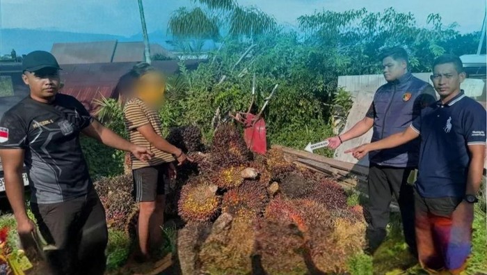 barang-bukti-sawit-di-kotawaringin-timur-yang-gagal-dicuri-dok-polres-kotim-1780841084139_169