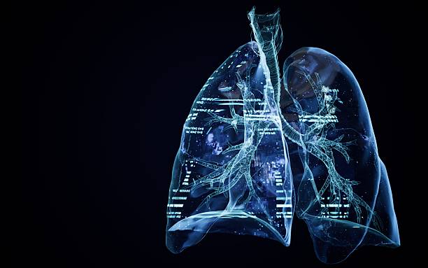 Human anatomy, lung muscle and skeletal, nervous system