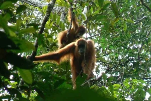 orang-utan-tahura-trumon-arsip-foto.jpeg